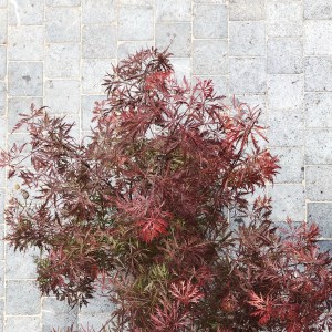 Terrasses et jardins